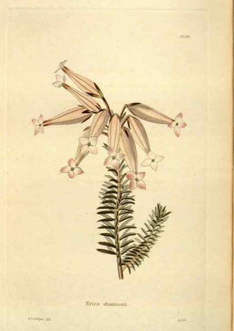 Reproducción/Reproduction 48623888601: The botanical cabinet. London :John & Arthur Arch ...,1817-1833.. 