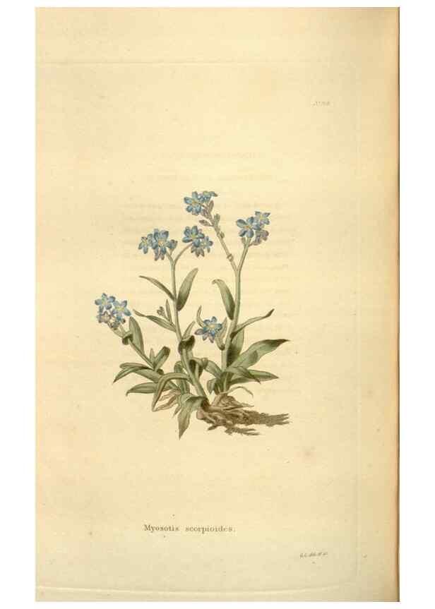 Reproducción/Reproduction 48623889251: The botanical cabinet. London :John & Arthur Arch ...,1817-1833.. 