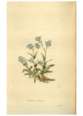 Reproducción/Reproduction 48623889251: The botanical cabinet. London :John & Arthur Arch ...,1817-1833.. 