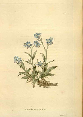 Reproducción/Reproduction 48623889251: The botanical cabinet. London :John & Arthur Arch ...,1817-1833.. 