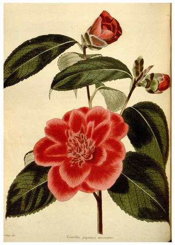 Reproducción/Reproduction 48624036692: The botanical cabinet. London :John & Arthur Arch ...,1817-1833.. 