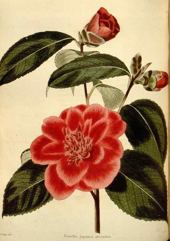 Reproducción/Reproduction 48624036692: The botanical cabinet. London :John & Arthur Arch ...,1817-1833.. 