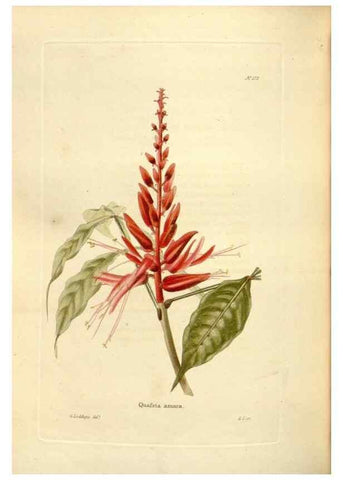Reproducción/Reproduction 48623890486: The botanical cabinet. London :John & Arthur Arch ...,1817-1833.. 