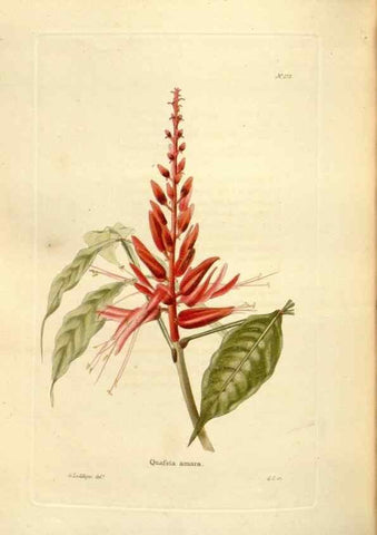 Reproducción/Reproduction 48623890486: The botanical cabinet. London :John & Arthur Arch ...,1817-1833.. 