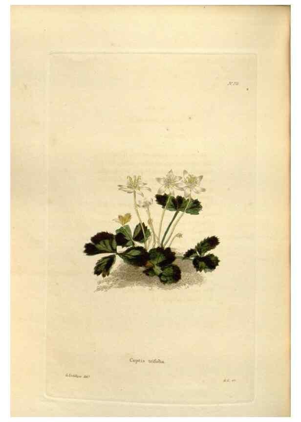 Reproducción/Reproduction 48624037882: The botanical cabinet. London :John & Arthur Arch ...,1817-1833.. 