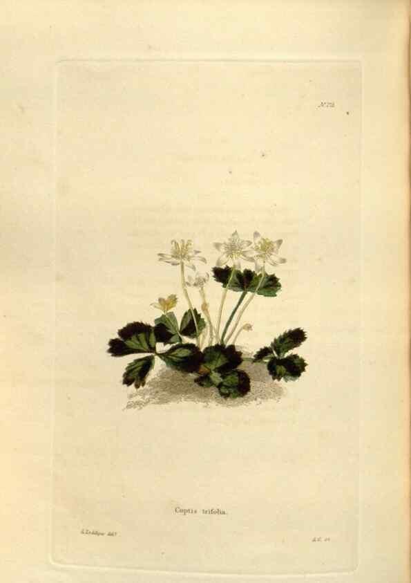 Reproducción/Reproduction 48624037882: The botanical cabinet. London :John & Arthur Arch ...,1817-1833.. 
