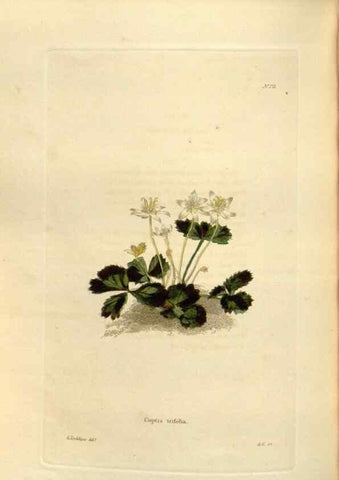 Reproducción/Reproduction 48624037882: The botanical cabinet. London :John & Arthur Arch ...,1817-1833.. 