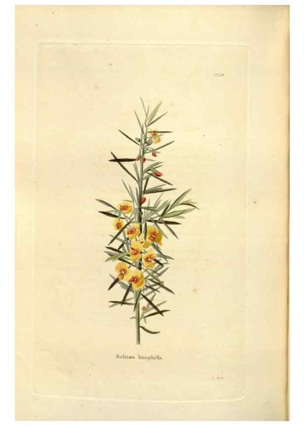 Reproducción/Reproduction 48623538898: The botanical cabinet. London :John & Arthur Arch ...,1817-1833.. 