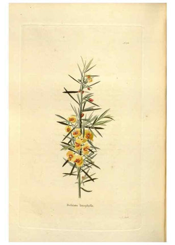 Reproducción/Reproduction 48623538898: The botanical cabinet. London :John & Arthur Arch ...,1817-1833.. 