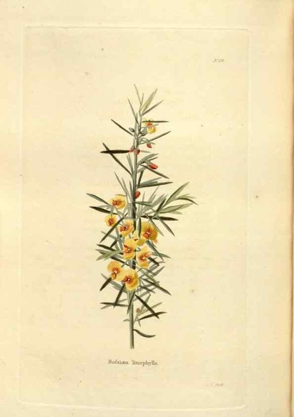Reproducción/Reproduction 48623538898: The botanical cabinet. London :John & Arthur Arch ...,1817-1833.. 