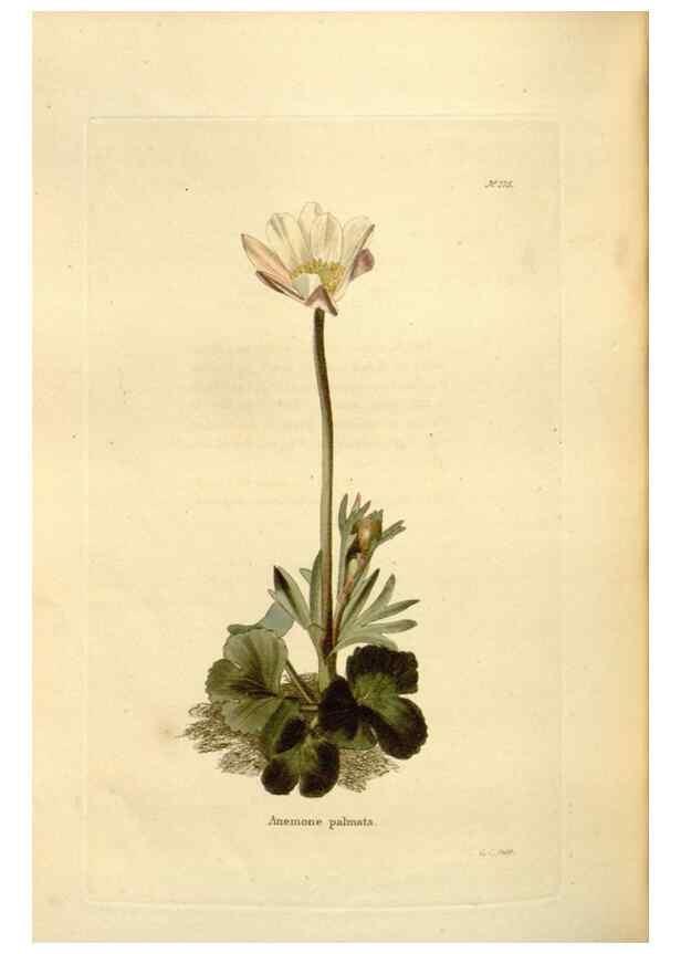 Reproducción/Reproduction 48624038642: The botanical cabinet. London :John & Arthur Arch ...,1817-1833.. 
