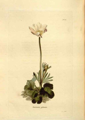 Reproducción/Reproduction 48624038642: The botanical cabinet. London :John & Arthur Arch ...,1817-1833.. 