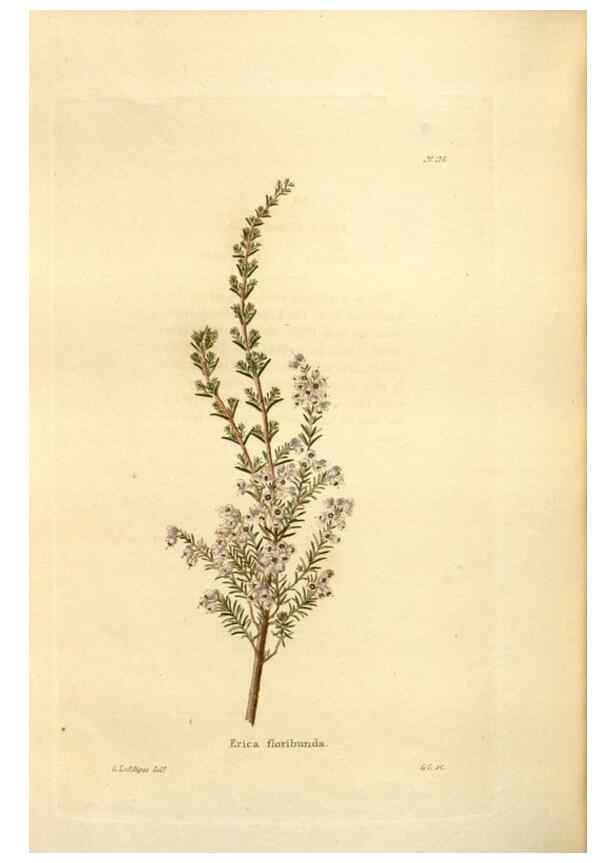 Reproducción/Reproduction 48623891931: The botanical cabinet. London :John & Arthur Arch ...,1817-1833.. 