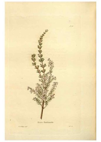 Reproducción/Reproduction 48623891931: The botanical cabinet. London :John & Arthur Arch ...,1817-1833.. 