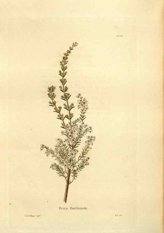 Reproducción/Reproduction 48623891931: The botanical cabinet. London :John & Arthur Arch ...,1817-1833.. 