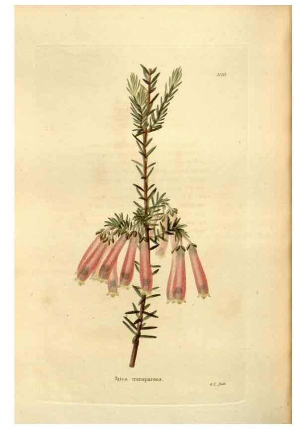 Reproducción/Reproduction 48623892241: The botanical cabinet. London :John & Arthur Arch ...,1817-1833.. 