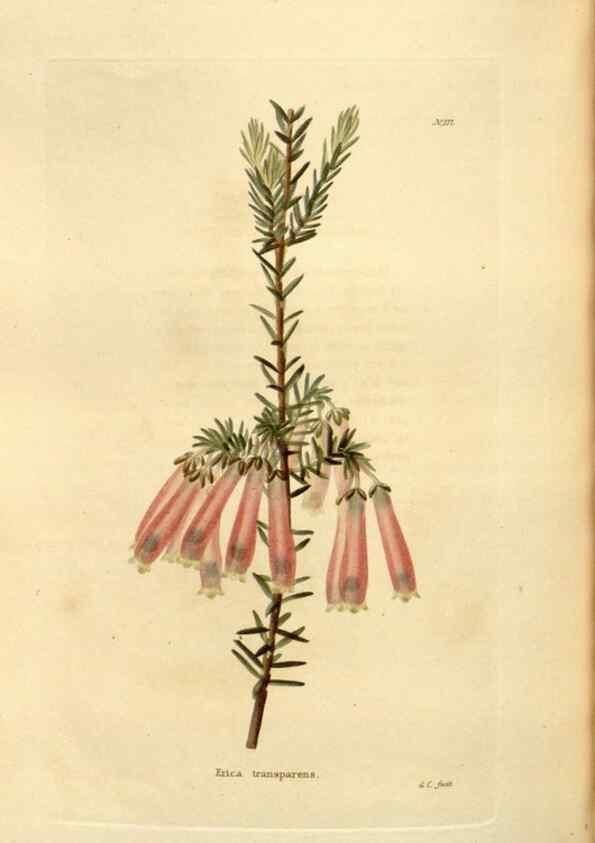 Reproducción/Reproduction 48623892241: The botanical cabinet. London :John & Arthur Arch ...,1817-1833.. 