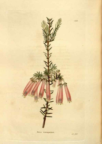 Reproducción/Reproduction 48623892241: The botanical cabinet. London :John & Arthur Arch ...,1817-1833.. 