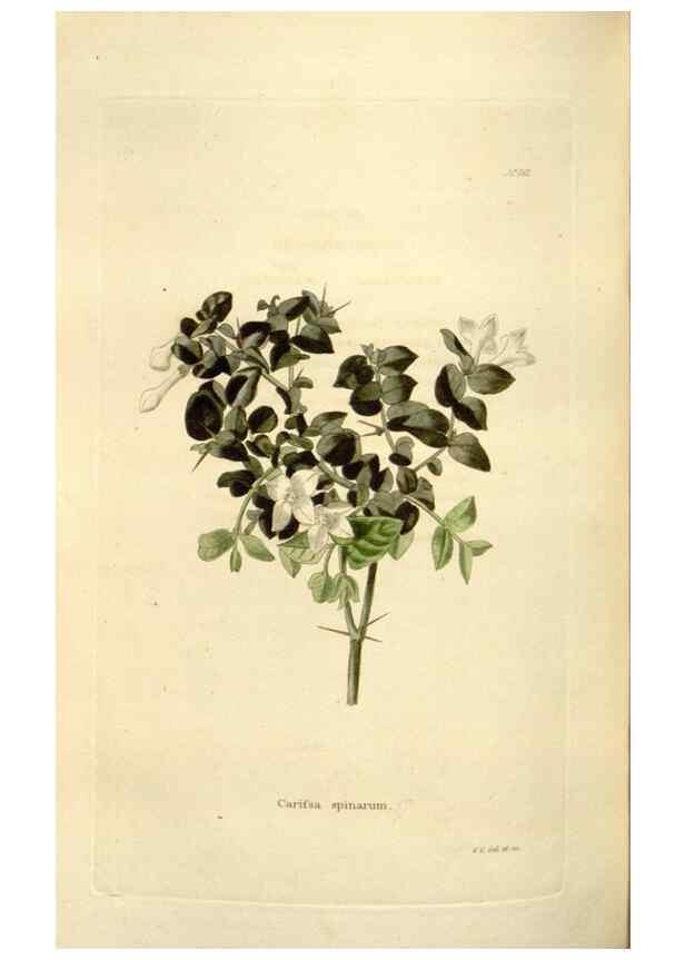 Reproducción/Reproduction 48623534698: The botanical cabinet. London :John & Arthur Arch ...,1817-1833.. 