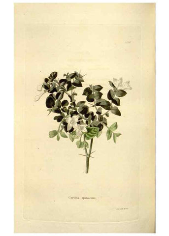 Reproducción/Reproduction 48623534698: The botanical cabinet. London :John & Arthur Arch ...,1817-1833.. 