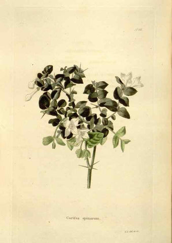 Reproducción/Reproduction 48623534698: The botanical cabinet. London :John & Arthur Arch ...,1817-1833.. 