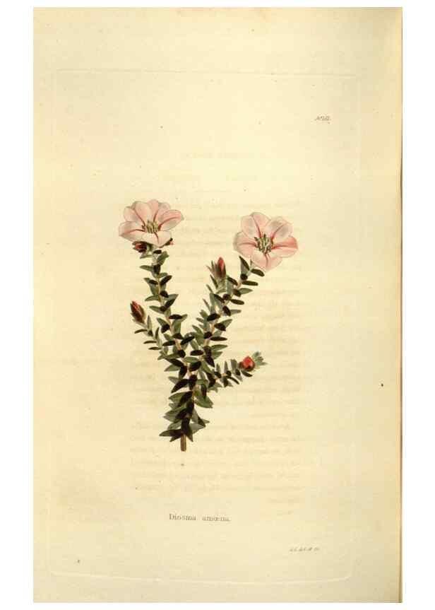 Reproducción/Reproduction 48623534328: The botanical cabinet. London :John & Arthur Arch ...,1817-1833.. 