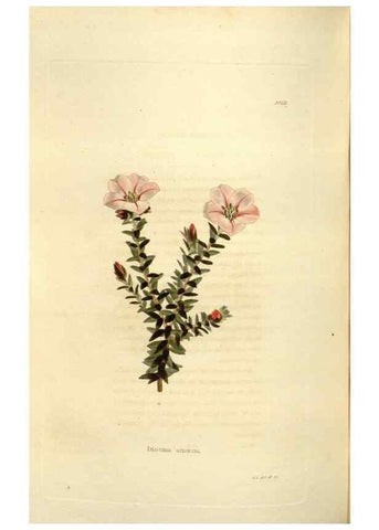 Reproducción/Reproduction 48623534328: The botanical cabinet. London :John & Arthur Arch ...,1817-1833.. 