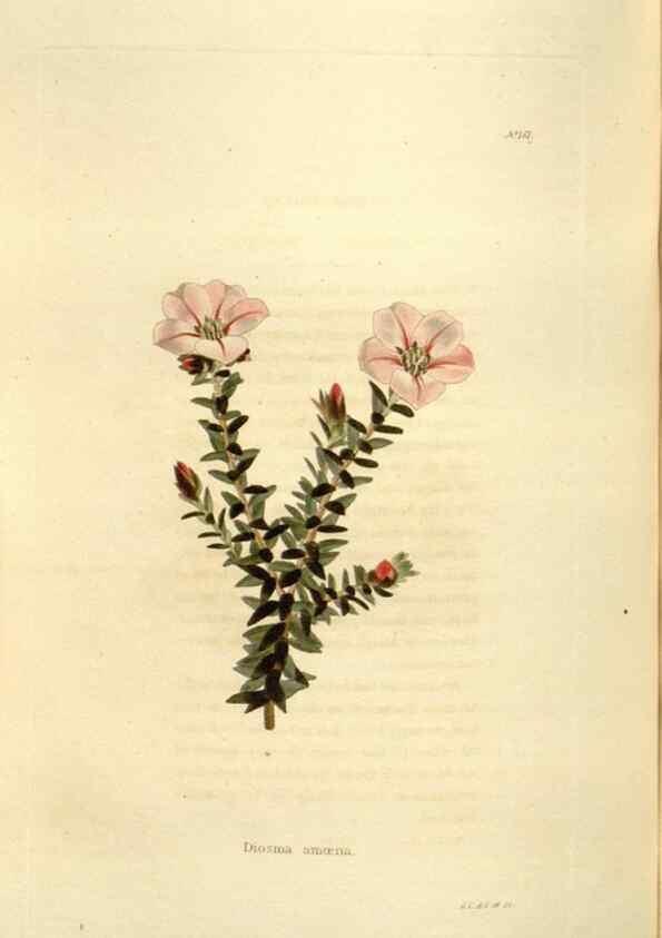 Reproducción/Reproduction 48623534328: The botanical cabinet. London :John & Arthur Arch ...,1817-1833.. 