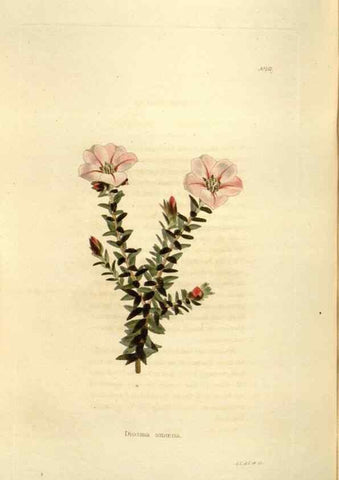 Reproducción/Reproduction 48623534328: The botanical cabinet. London :John & Arthur Arch ...,1817-1833.. 