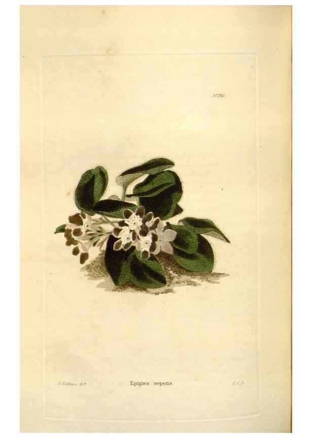 Reproducción/Reproduction 48623885786: The botanical cabinet. London :John & Arthur Arch ...,1817-1833.. 