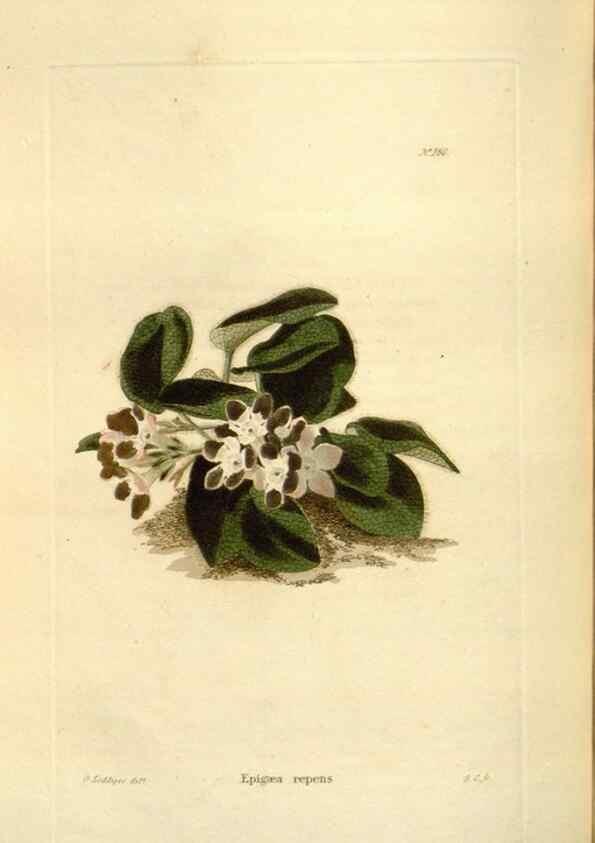 Reproducción/Reproduction 48623885786: The botanical cabinet. London :John & Arthur Arch ...,1817-1833.. 