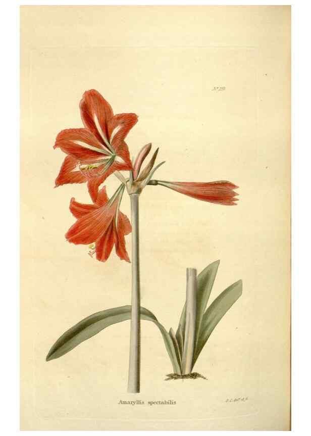 Reproducción/Reproduction 48623533688: The botanical cabinet. London :John & Arthur Arch ...,1817-1833.. 