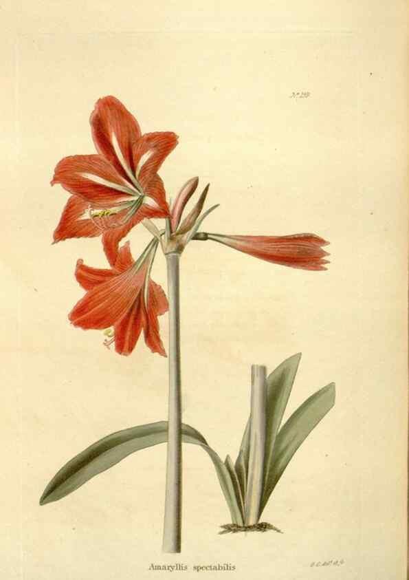 Reproducción/Reproduction 48623533688: The botanical cabinet. London :John & Arthur Arch ...,1817-1833.. 