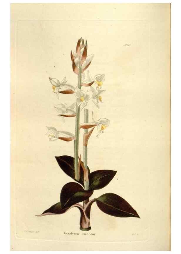 Reproducción/Reproduction 48623528653: The botanical cabinet. London :John & Arthur Arch ...,1817-1833.. 
