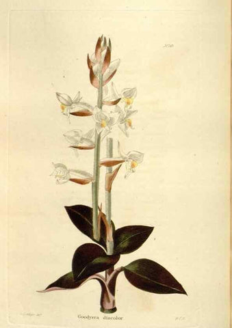 Reproducción/Reproduction 48623528653: The botanical cabinet. London :John & Arthur Arch ...,1817-1833.. 