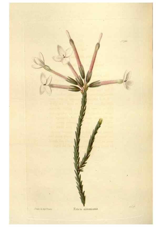 Reproducción/Reproduction 48623880566: The botanical cabinet. London :John & Arthur Arch ...,1817-1833.. 