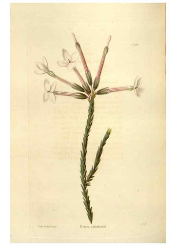 Reproducción/Reproduction 48623880566: The botanical cabinet. London :John & Arthur Arch ...,1817-1833.. 