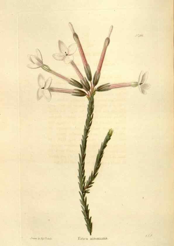 Reproducción/Reproduction 48623880566: The botanical cabinet. London :John & Arthur Arch ...,1817-1833.. 