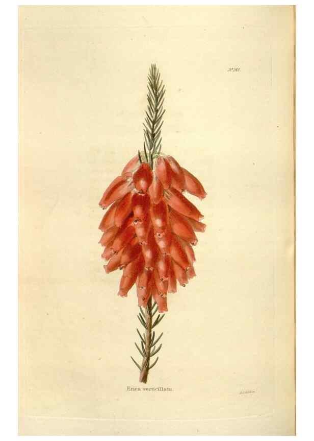 Reproducción/Reproduction 48623529208: The botanical cabinet. London :John & Arthur Arch ...,1817-1833.. 