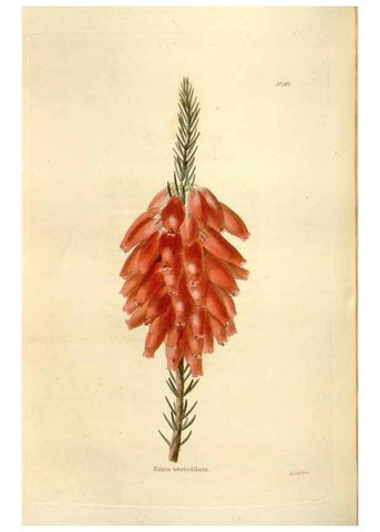 Reproducción/Reproduction 48623529208: The botanical cabinet. London :John & Arthur Arch ...,1817-1833.. 
