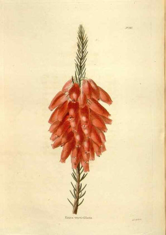 Reproducción/Reproduction 48623529208: The botanical cabinet. London :John & Arthur Arch ...,1817-1833.. 