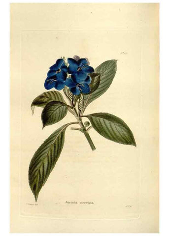 Reproducción/Reproduction 48623529553: The botanical cabinet. London :John & Arthur Arch ...,1817-1833.. 