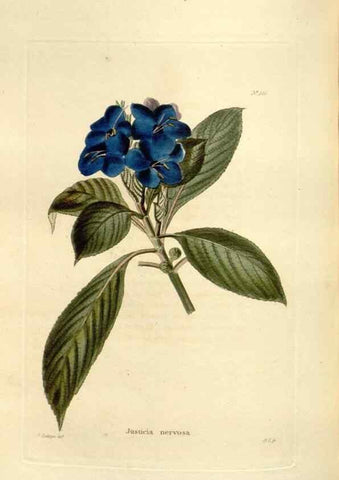 Reproducción/Reproduction 48623529553: The botanical cabinet. London :John & Arthur Arch ...,1817-1833.. 