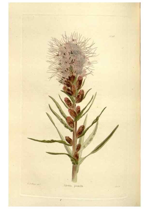 Reproducción/Reproduction 48623881521: The botanical cabinet. London :John & Arthur Arch ...,1817-1833.. 