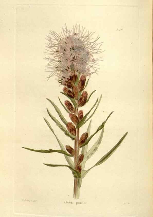 Reproducción/Reproduction 48623881521: The botanical cabinet. London :John & Arthur Arch ...,1817-1833.. 