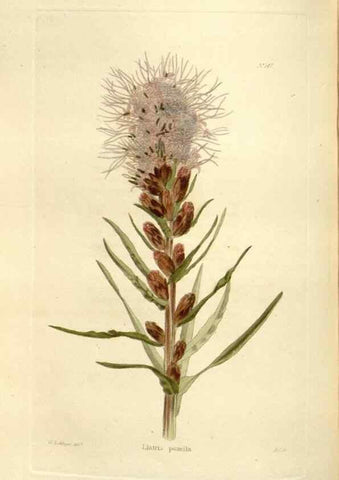 Reproducción/Reproduction 48623881521: The botanical cabinet. London :John & Arthur Arch ...,1817-1833.. 