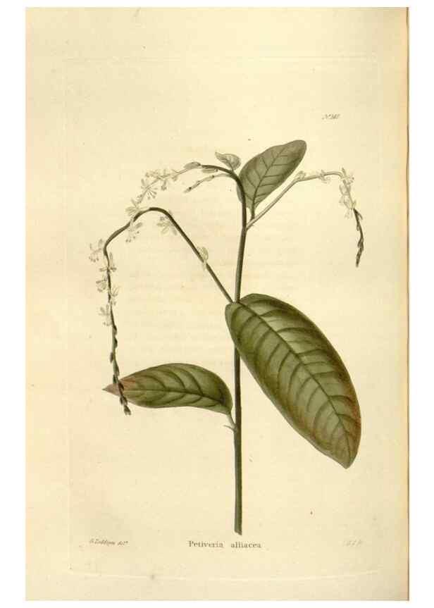 Reproducción/Reproduction 48623530153: The botanical cabinet. London :John & Arthur Arch ...,1817-1833.. 