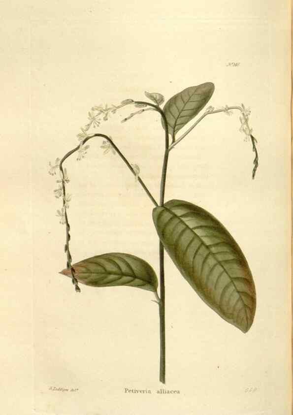 Reproducción/Reproduction 48623530153: The botanical cabinet. London :John & Arthur Arch ...,1817-1833.. 