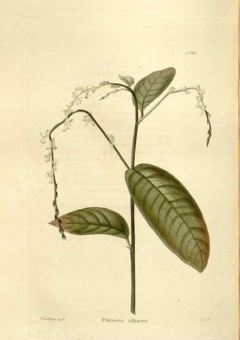 Reproducción/Reproduction 48623530153: The botanical cabinet. London :John & Arthur Arch ...,1817-1833.. 