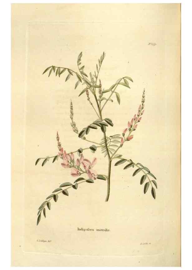 Reproducción/Reproduction 48623530413: The botanical cabinet. London :John & Arthur Arch ...,1817-1833.. 